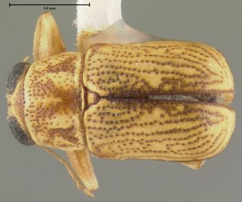 Media type: image;   Entomology 24964 Aspect: habitus dorsal view